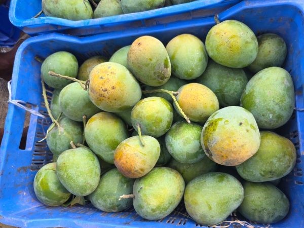 হিমসাগর ১০ কেজি  + নাকফজলি ১০ কেজি + 2 কেজি ফ্রি - Image 3
