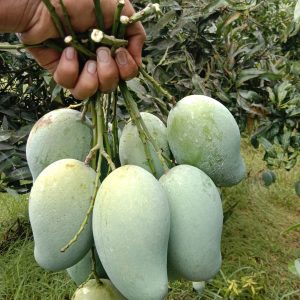 নওগাঁ সাপাহার এর বিখ্যাত আম্রপালি (রুপালি আম) - Premium