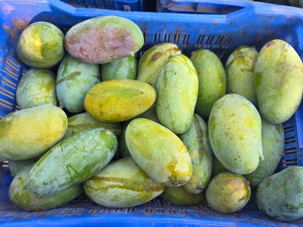 হিমসাগর ১০ কেজি  + নাকফজলি ১০ কেজি + 2 কেজি ফ্রি